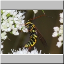 Banchus pictus Schlupfwespe w01e 11mm - OS-Hellern Wiese det06.jpg